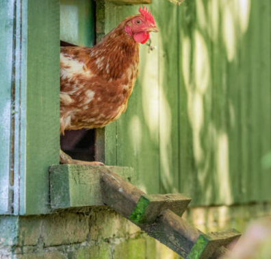 CHICKENS?